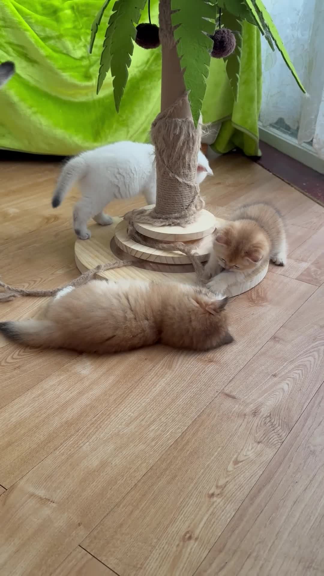 British Shorthair cats for sale: Pure bread British Shorthair  - Video 3