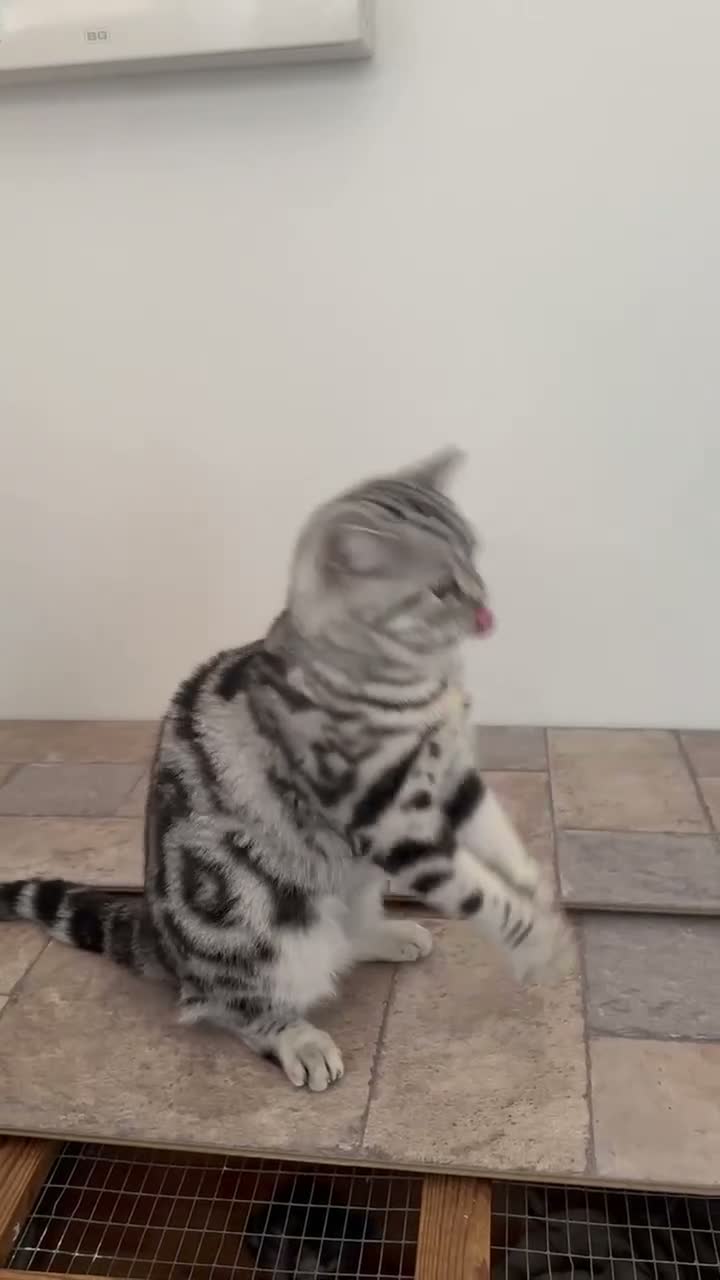 British Shorthair cats for sale: Nellie and Nero GCCF Top Quality Silver Tabbies  - Video 1