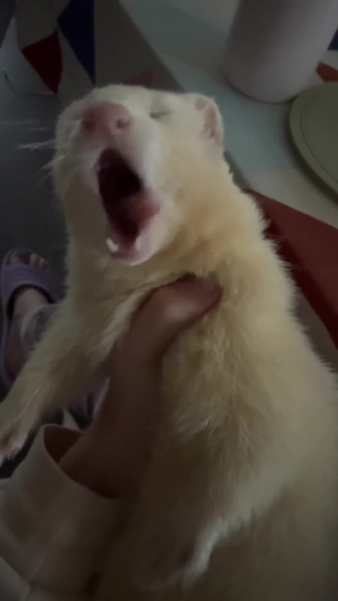 Ferret rodents for sale: Male ferret rehoming - Video 1