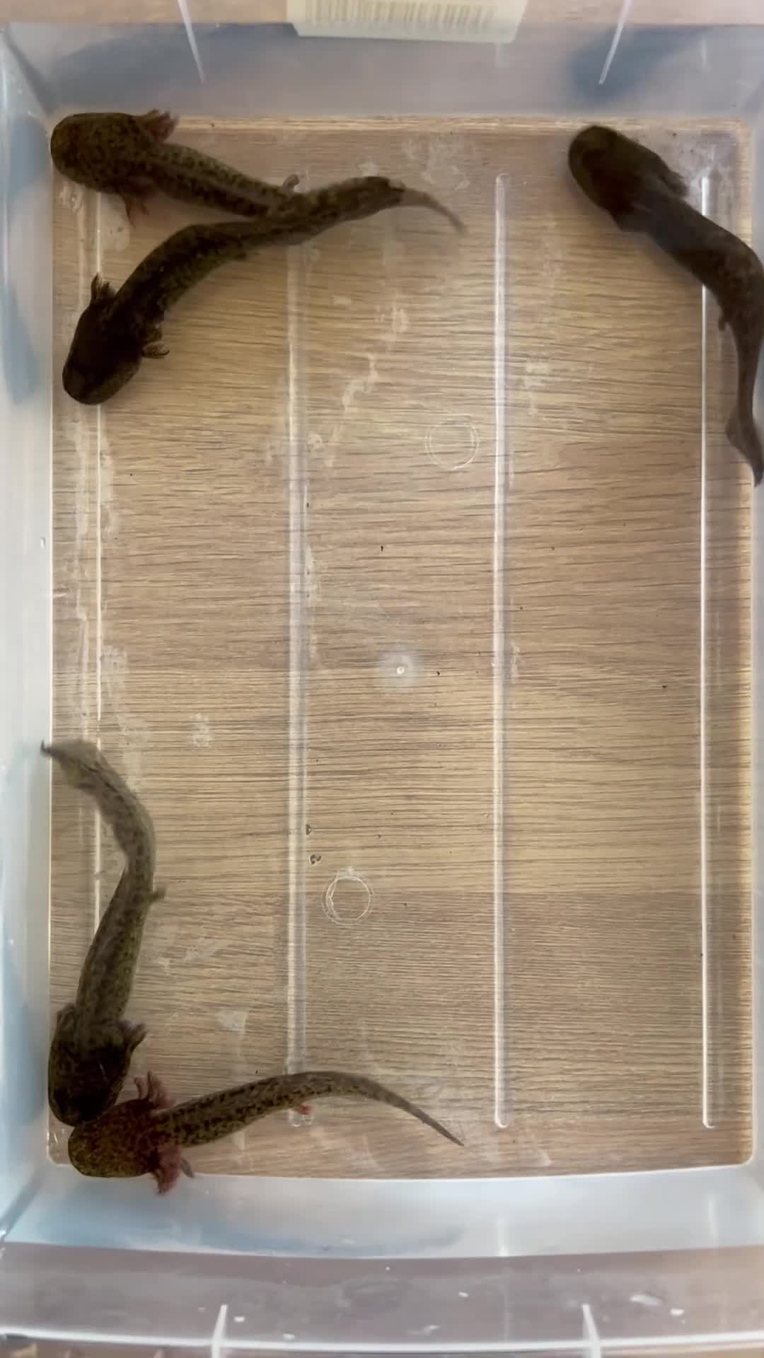 Axolotl reptiles for sale: Wholesale axolotls - Video 1