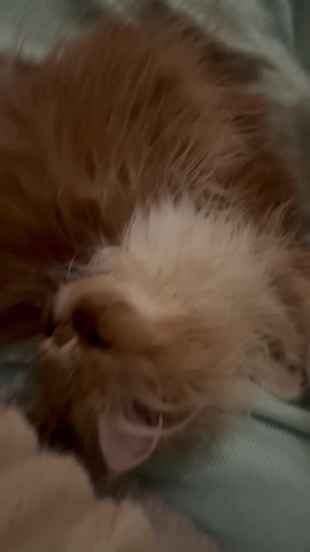 Exotic cats for sale: SHOW QUALITY EXOTIC KITTENS  - Video 1