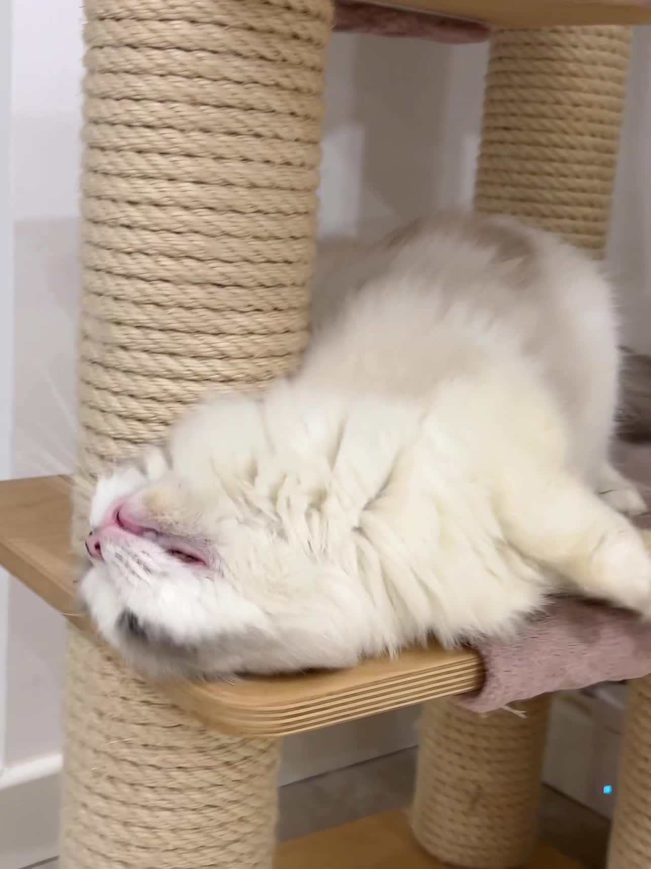 Ragdoll cats for sale: TICA 6 years old former breeding queen  - Video 1