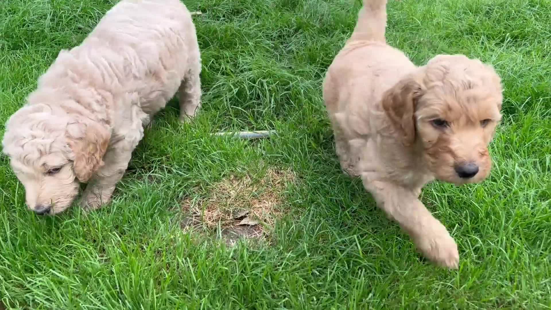Goldendoodle dogs for sale: LAST THREE! Golden doodle pups from a loving home - Video 2