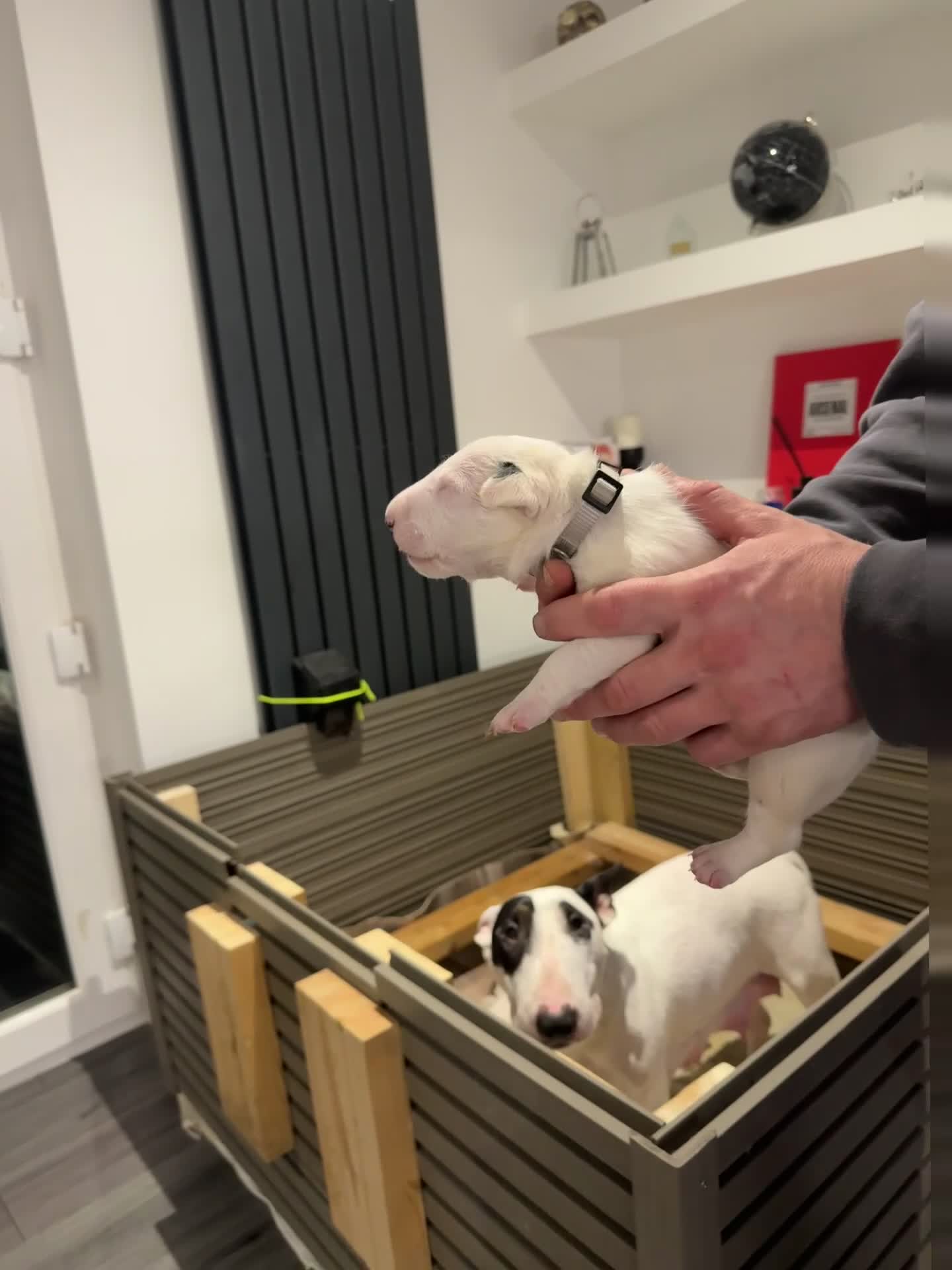 English Bull Terrier dogs for sale: English bull terrier puppy’s 4 weeks old  - Video 1