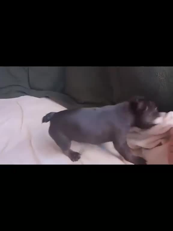 French Bulldog dogs for sale: frenchie pups merle ready now - Video 5