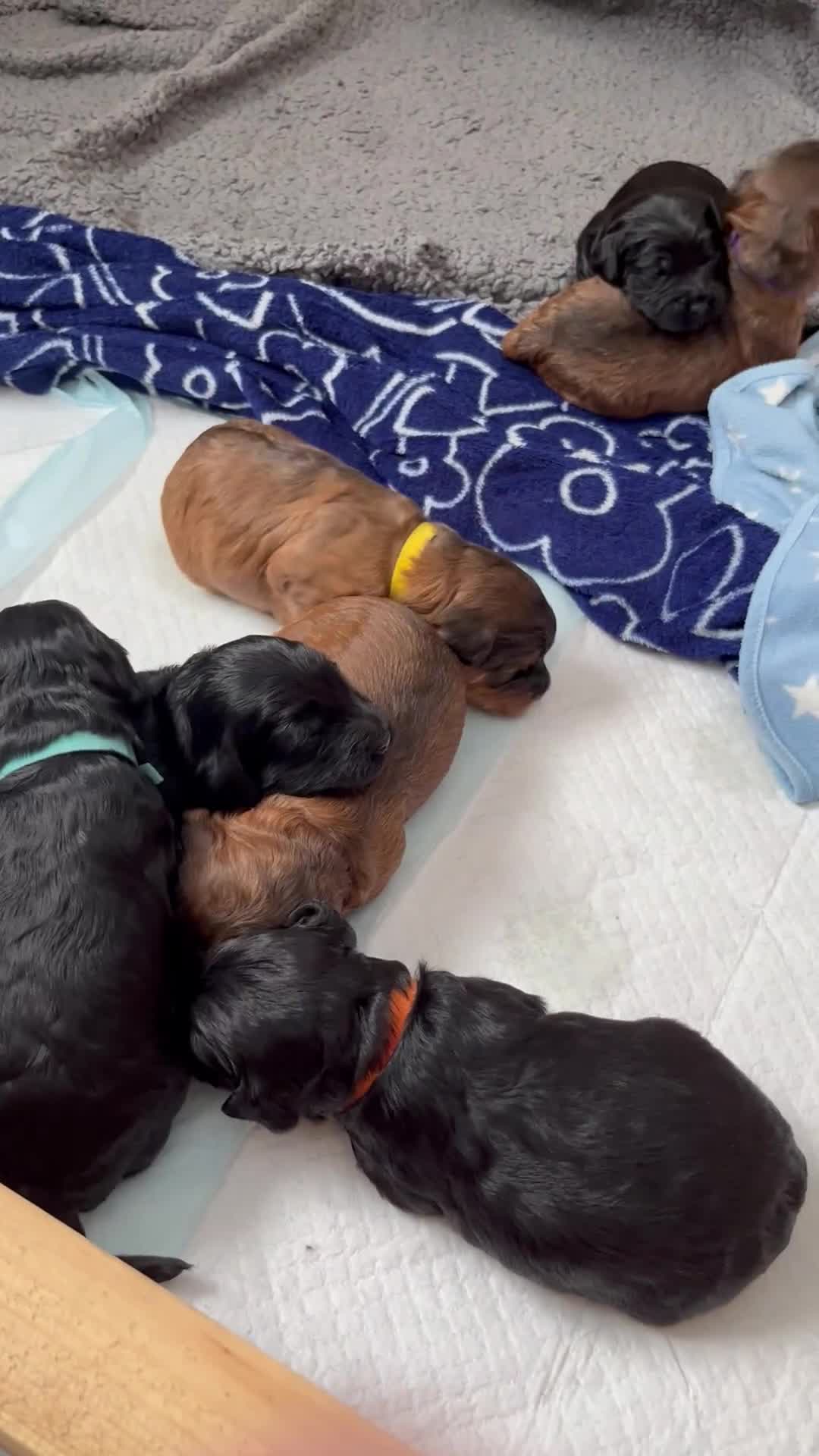 Cockapoo dogs for sale: Cockapoo Puppy’s for Sale in Ardrossan - Video 1