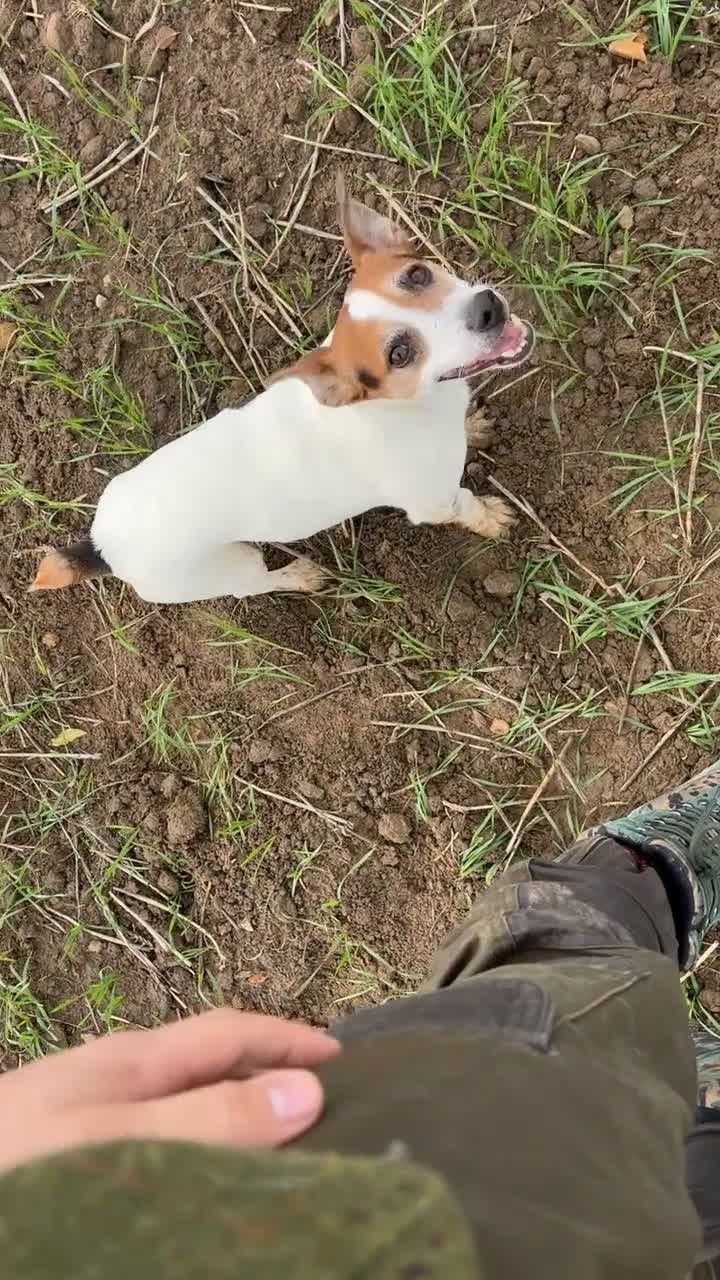 Jack Russell dogs for stud: Jack russle stud reggie - Video 1