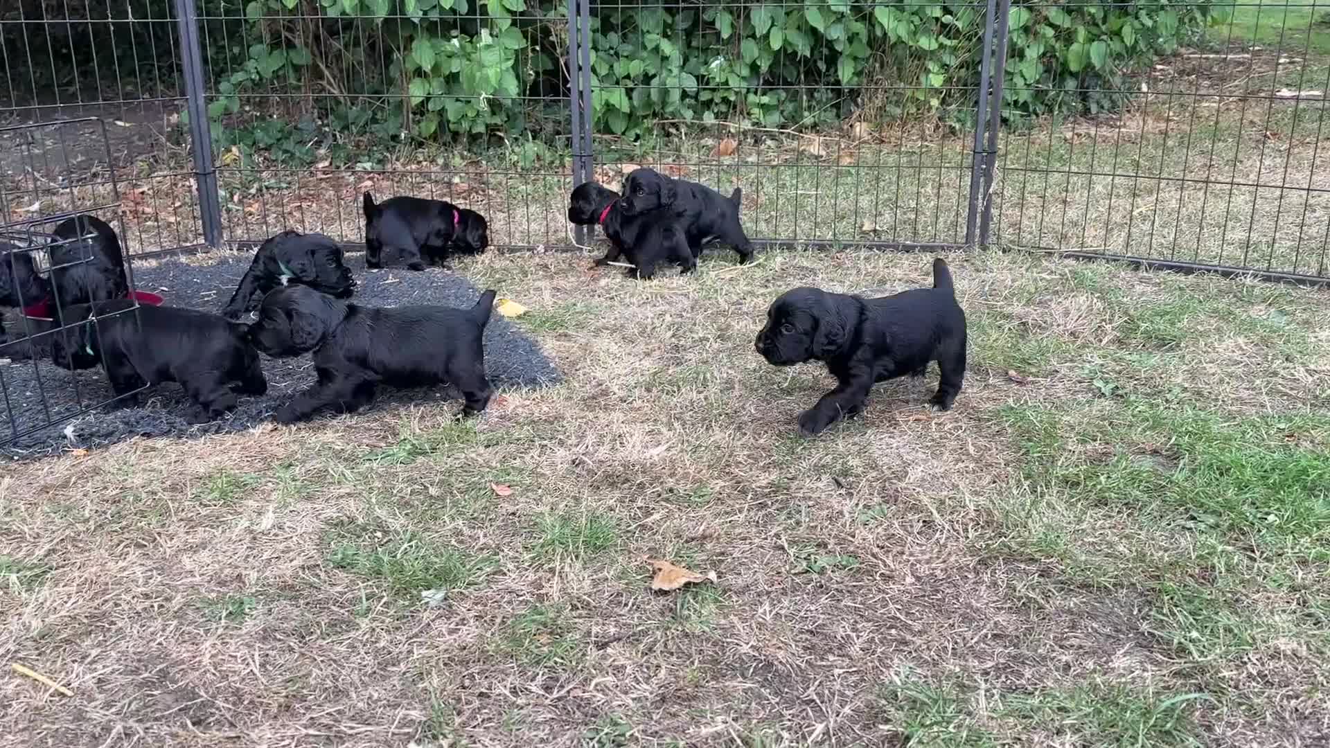 Cocker Spaniel dogs for sale: Cocker Spaniel Puppies looking for the best homes - Video 1