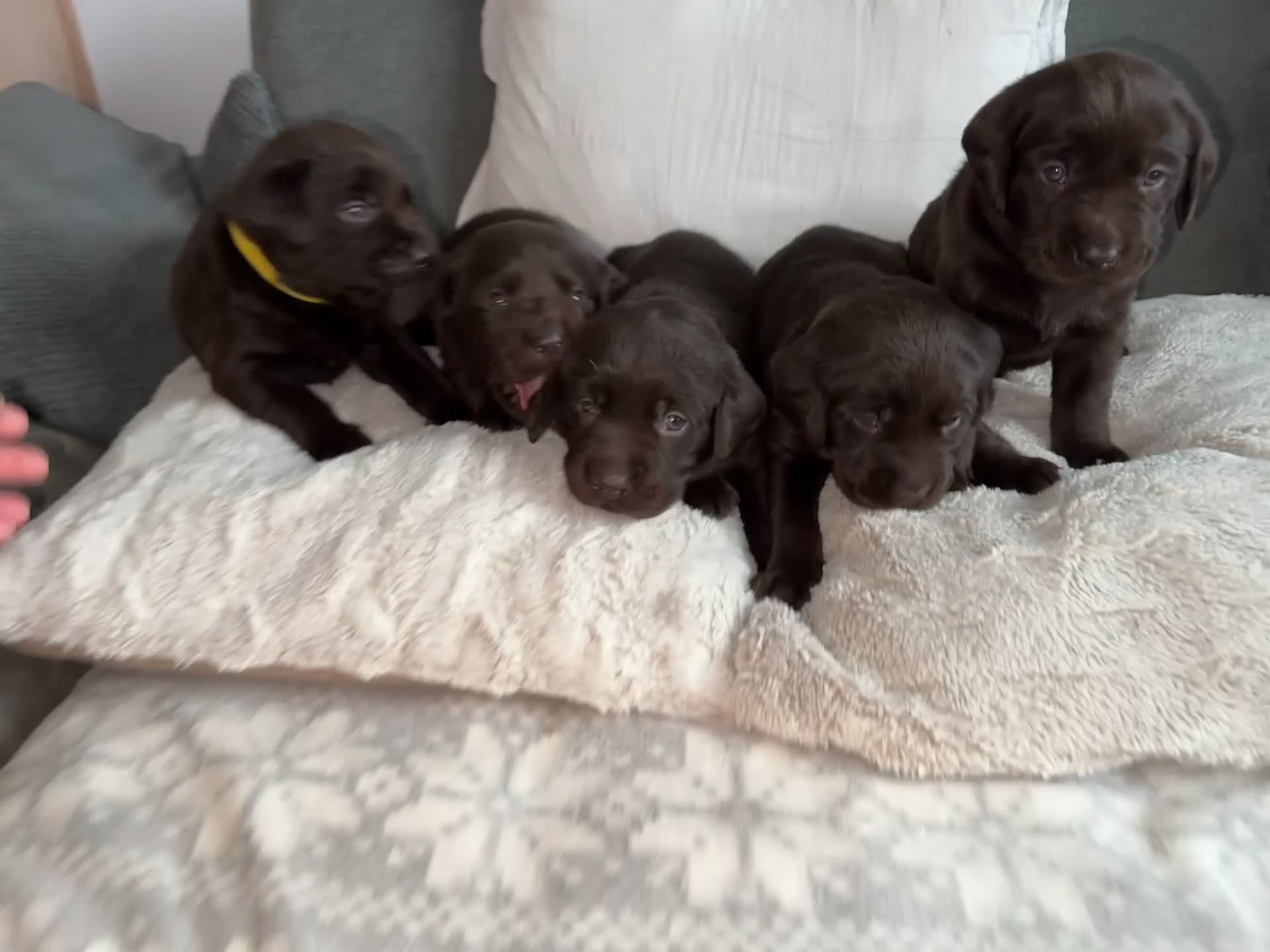 Labrador Retriever dogs for sale: Stunning chocolate Labrador puppies  - Video 1