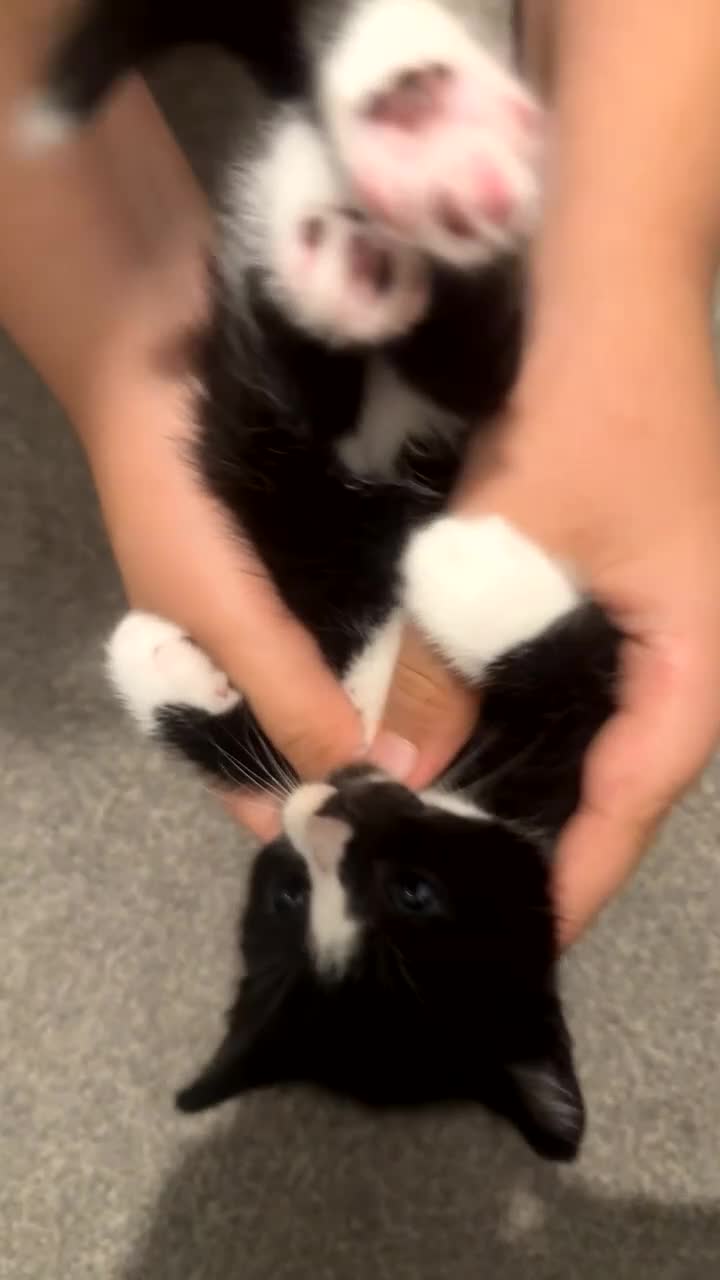 Mixed Breed cats for sale: Black and white beautiful kitten - Video 3