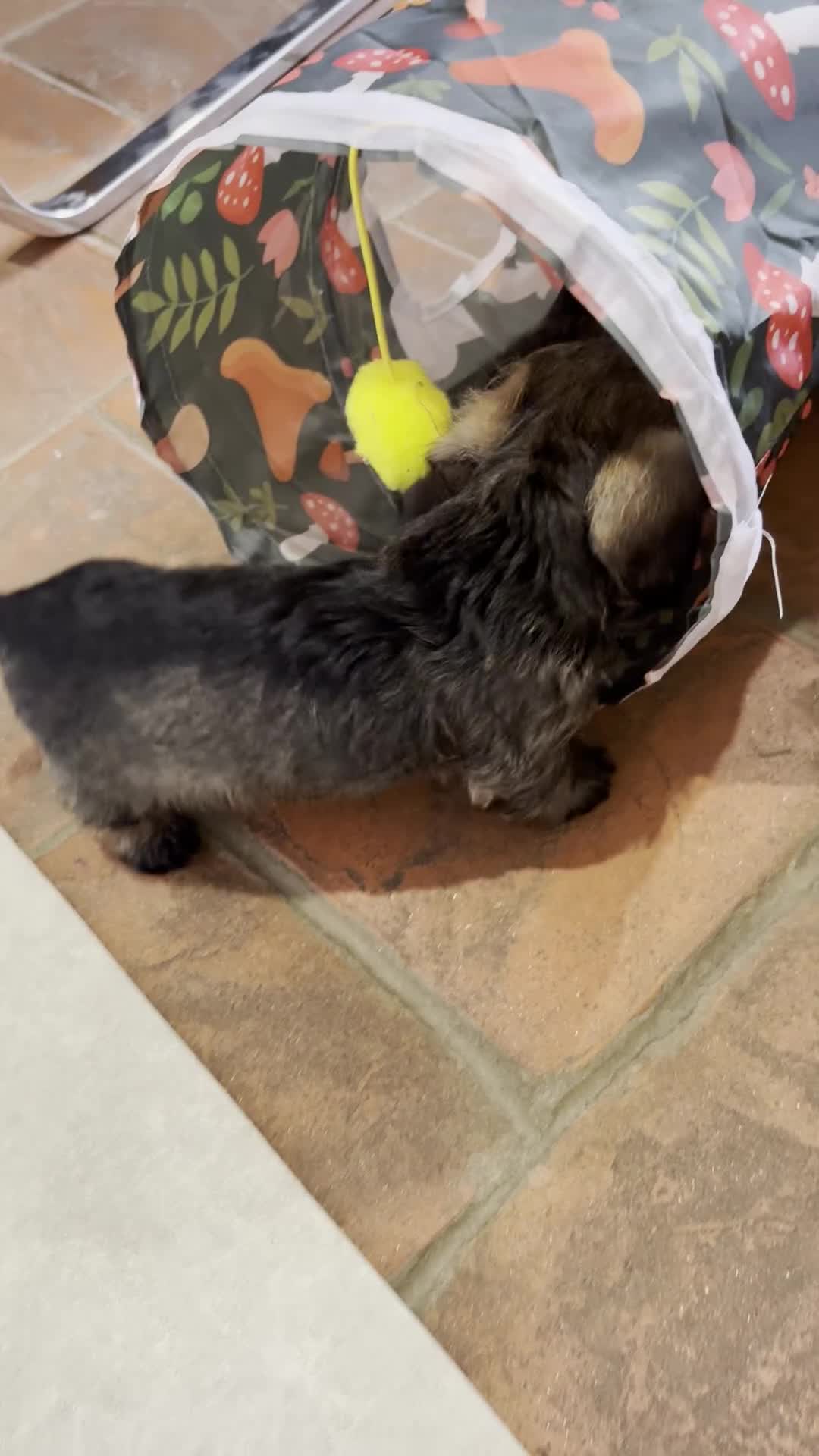 Miniature Dachshund dogs for sale: Mini Wire-haired Dachshunds - Video 3