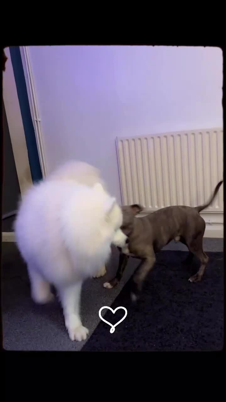 Staffordshire Bull Terrier dogs for sale: 5⭐HOME ONLY! Male Staffy - Video 2