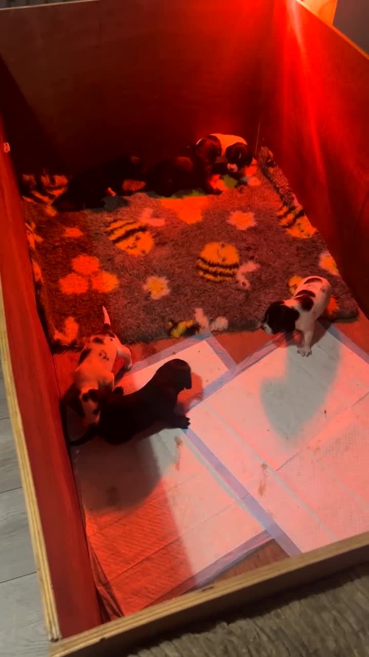 Springador dogs for sale: Springador Pups  - Video 1