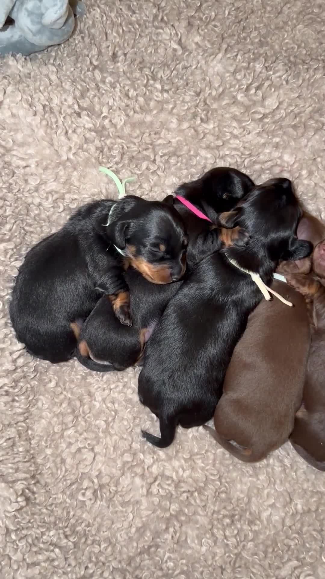 Miniature Dachshund dogs for sale: Miniature dachshund puppies - Video 5