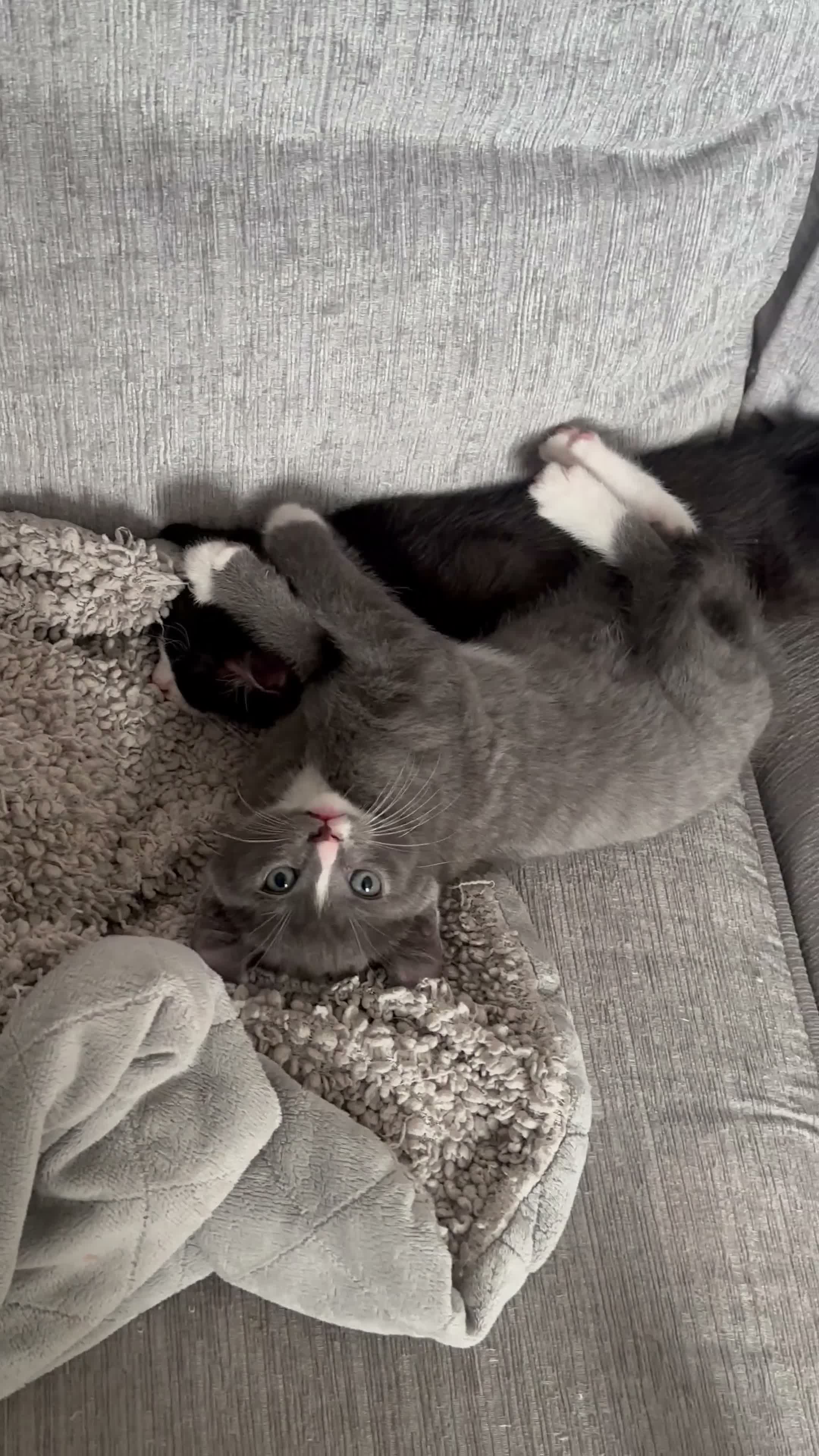 Mixed Breed cats for sale: Stunning Charcoal Mackrel Stripe Female Kitten  - Video 1