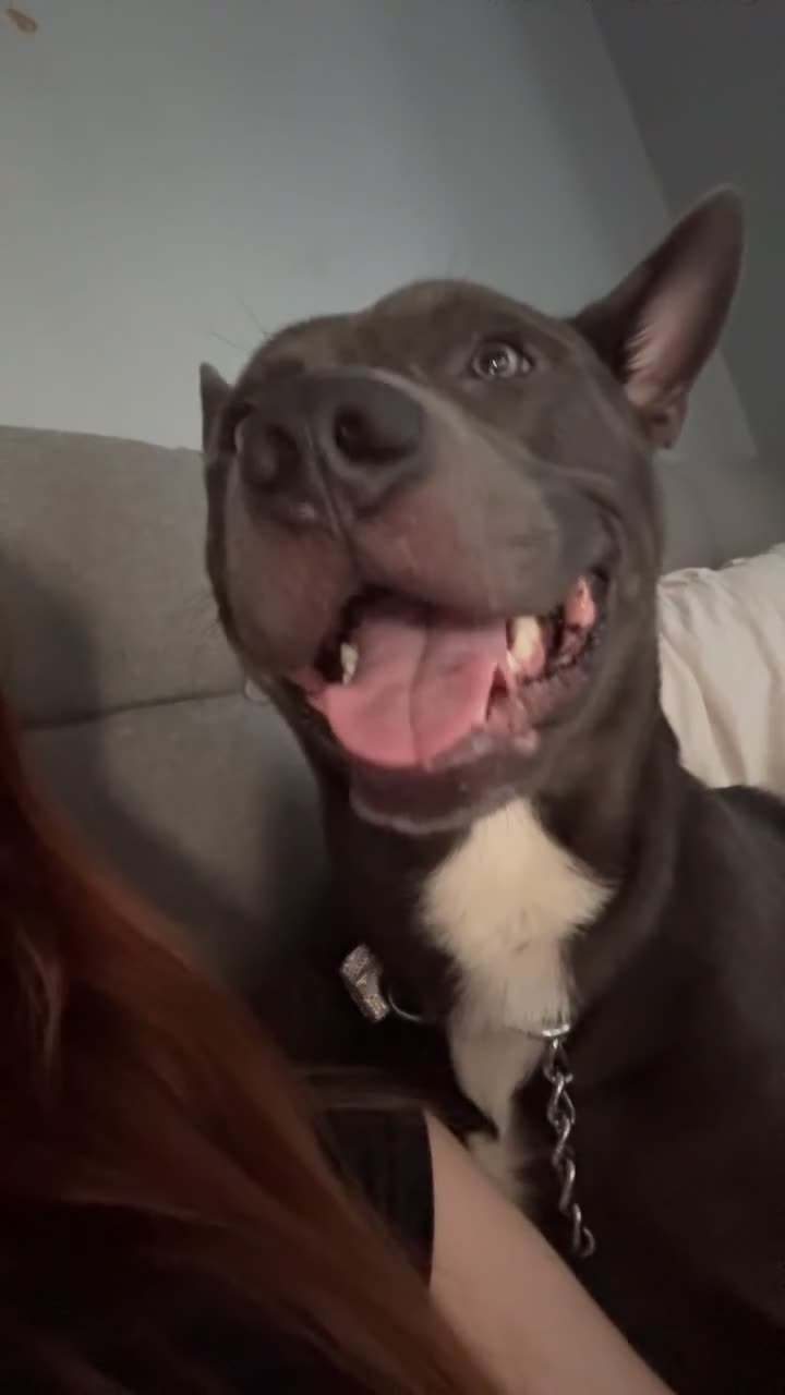 Mixed Breed dogs for sale: Smokey - Video 1