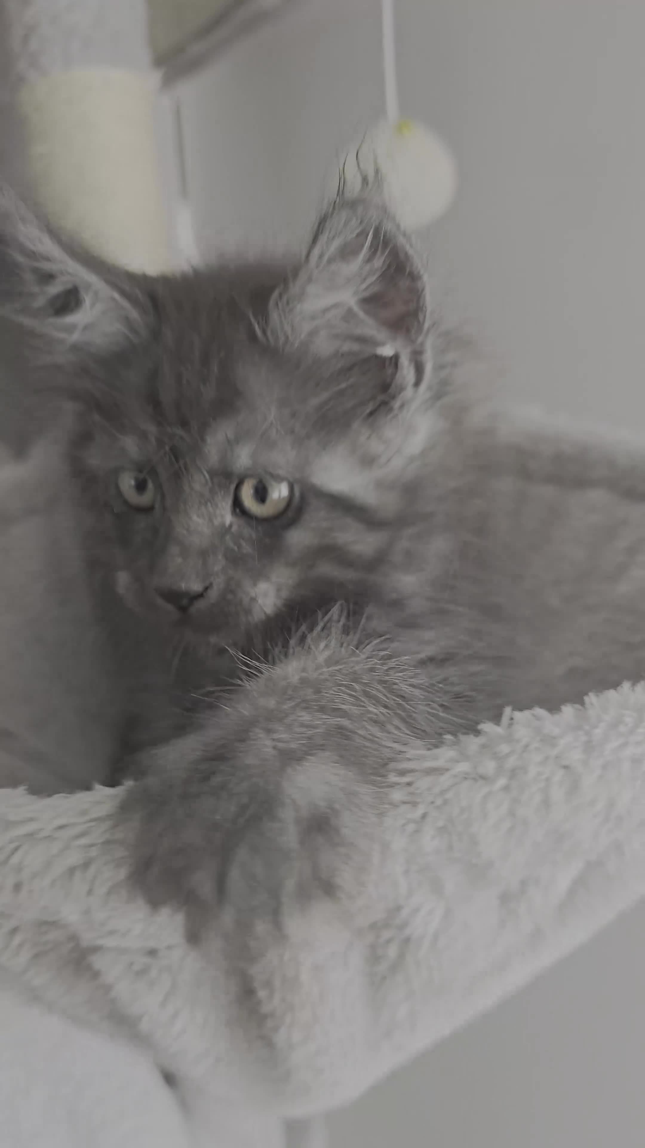 Maine Coon cats for sale: Exceptional Maine Coon Kittens for Loving Homes - Video 3