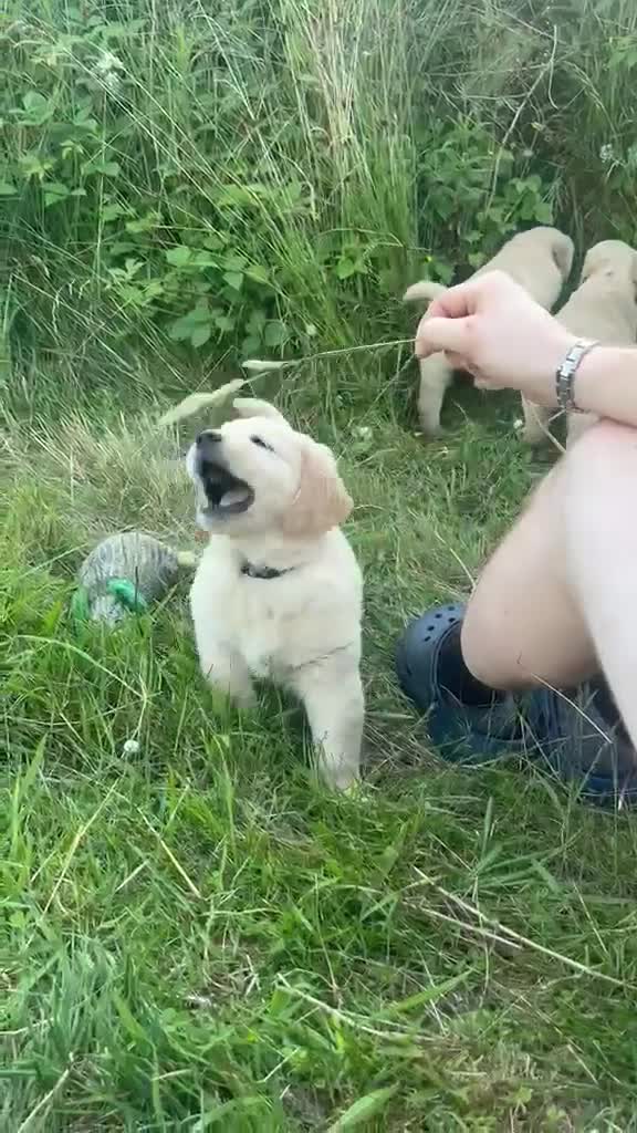 Golden Retriever dogs for sale: Gorgeous Golden Retriever Puppies  - Video 2