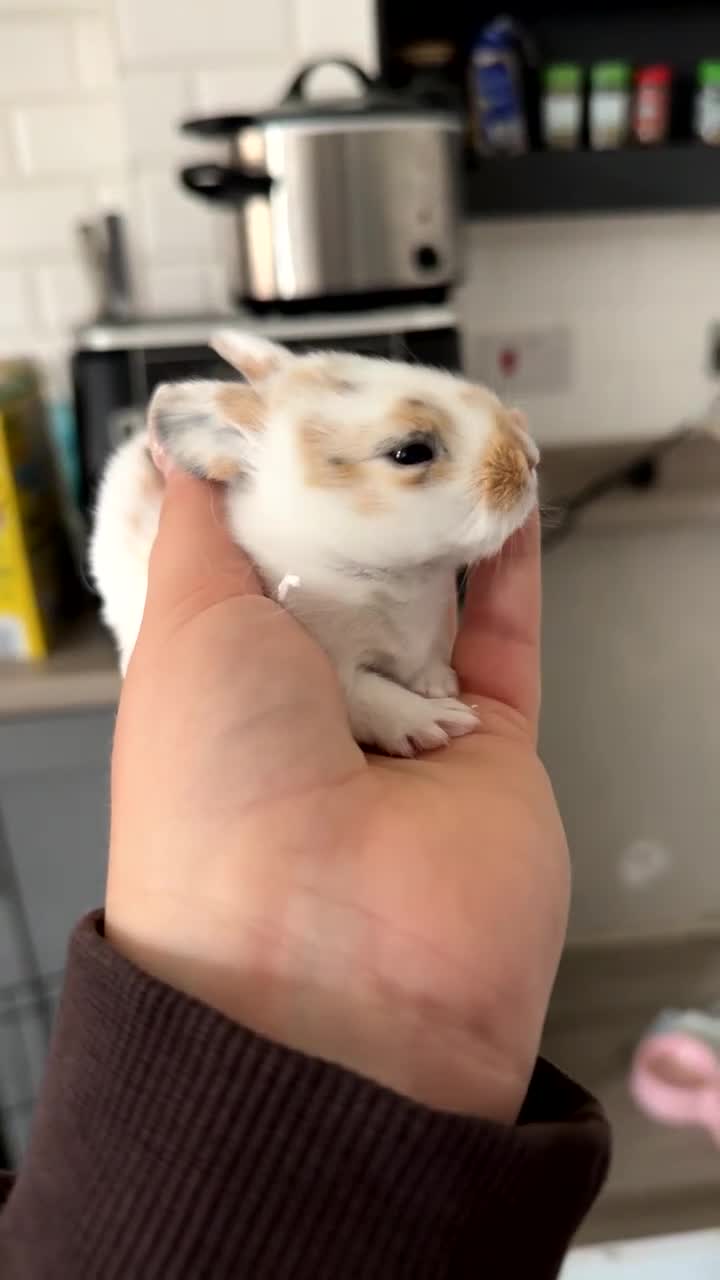 Mixed Breed rabbits for sale: 5 beautiful bunnies  - Video 1