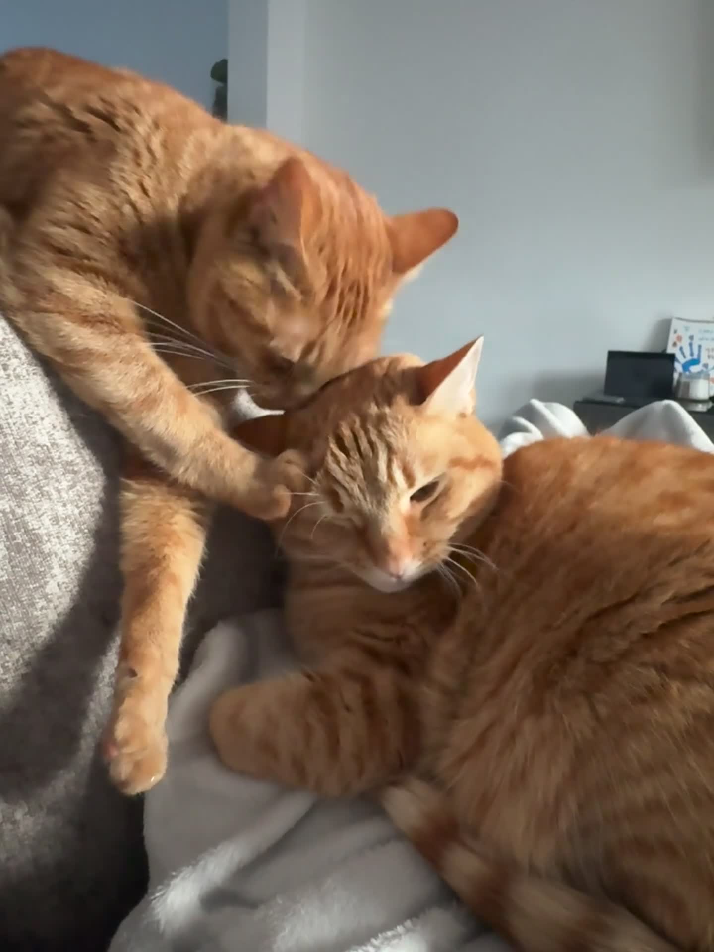 British Longhair cats for sale: Two ginger twin sisters free to a new home  - Video 1