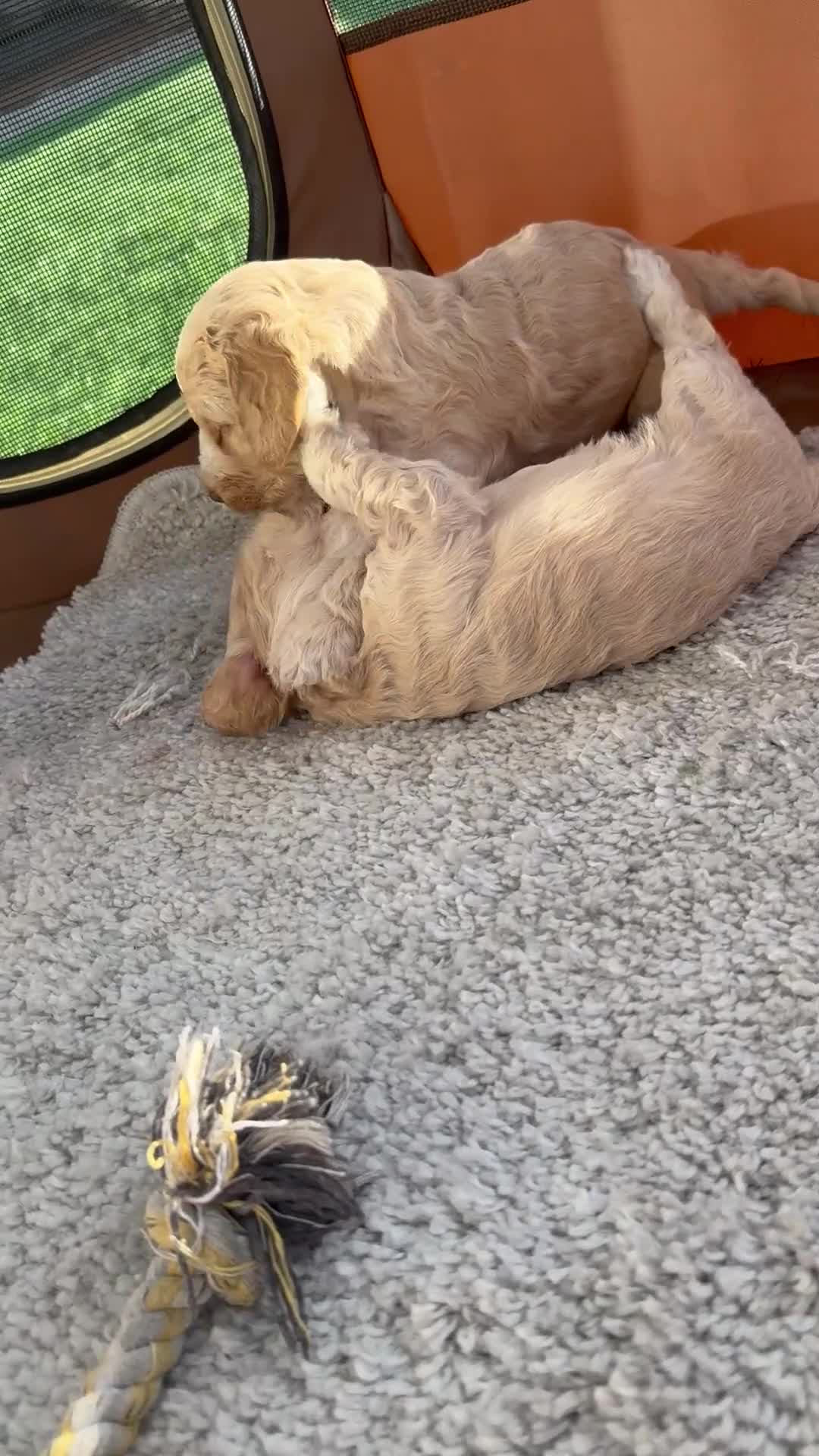 Cockapoo dogs for sale: READY TO GO F1 cockapoo puppies just 2 girls left  - Video 1