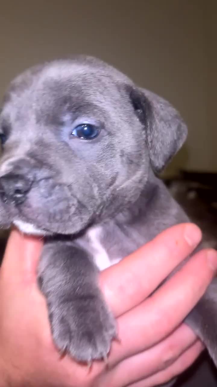 Staffordshire Bull Terrier dogs for sale: Staffordshire bull terriers  - Video 2