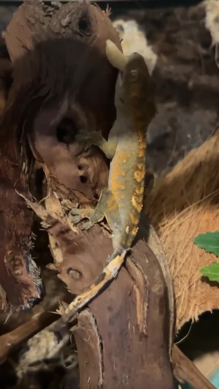 Gecko reptiles for sale: male crested gecko - Video 2