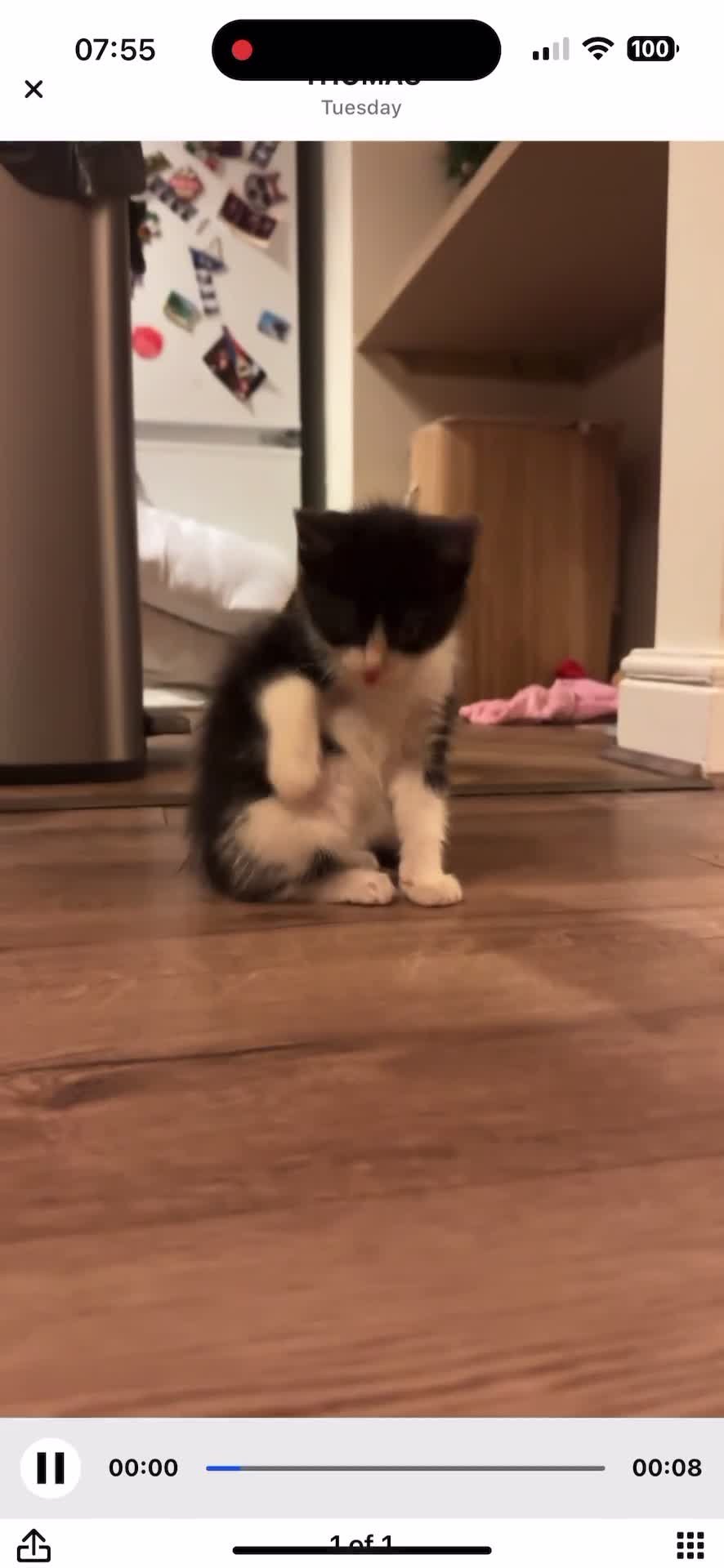 Ragdoll cats for sale: Female Ragdoll kitten - Video 1