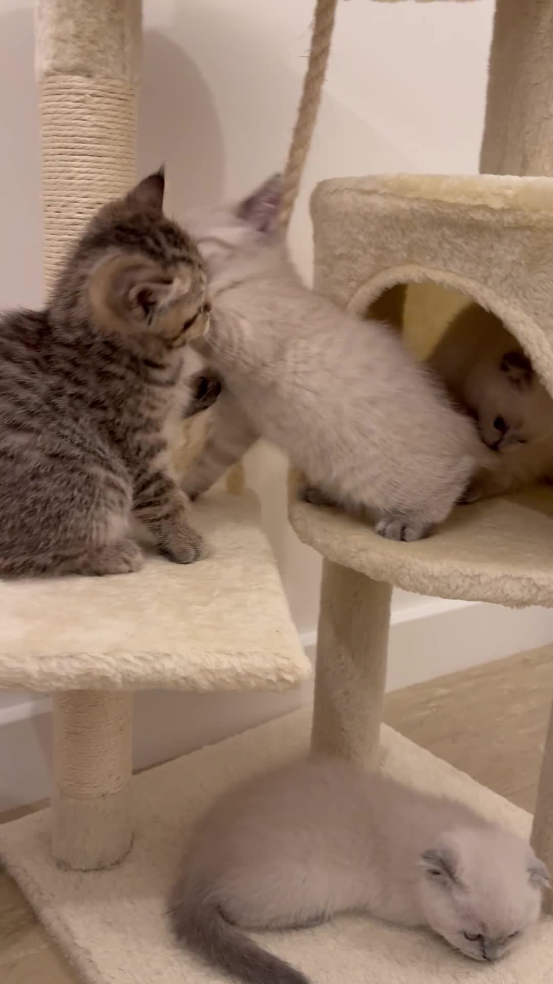 Scottish Fold cats for sale: Scottish Fold Kittens  - Video 1