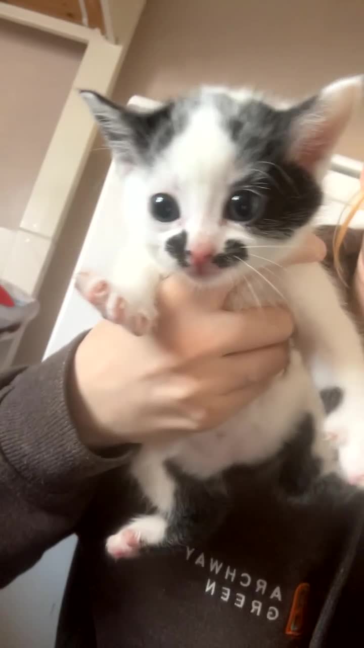 Mixed Breed cats for sale: Kittens for sale - Video 2