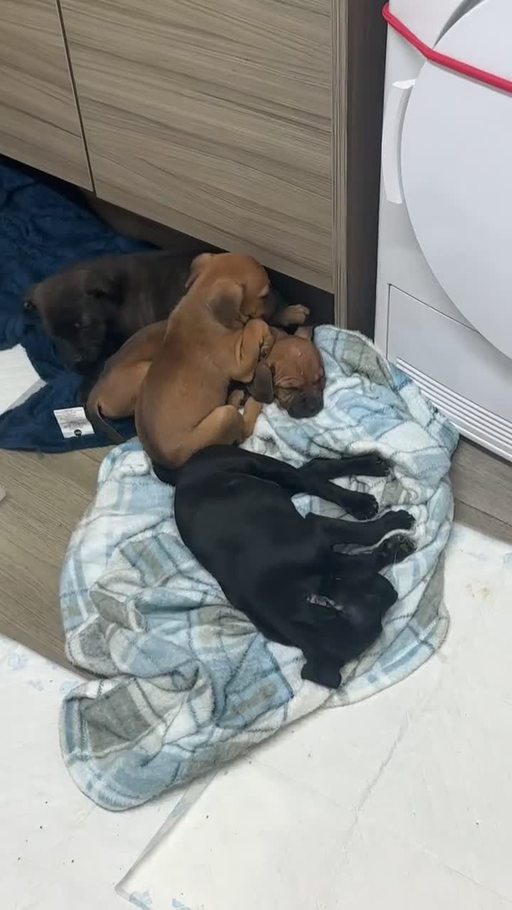 Staffordshire Bull Terrier dogs for sale: Stunning staff puppies  - Video 2