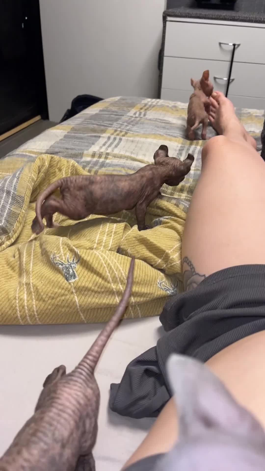 Sphynx cats for sale: LAST 2 tortie elf girls left  - Video 4
