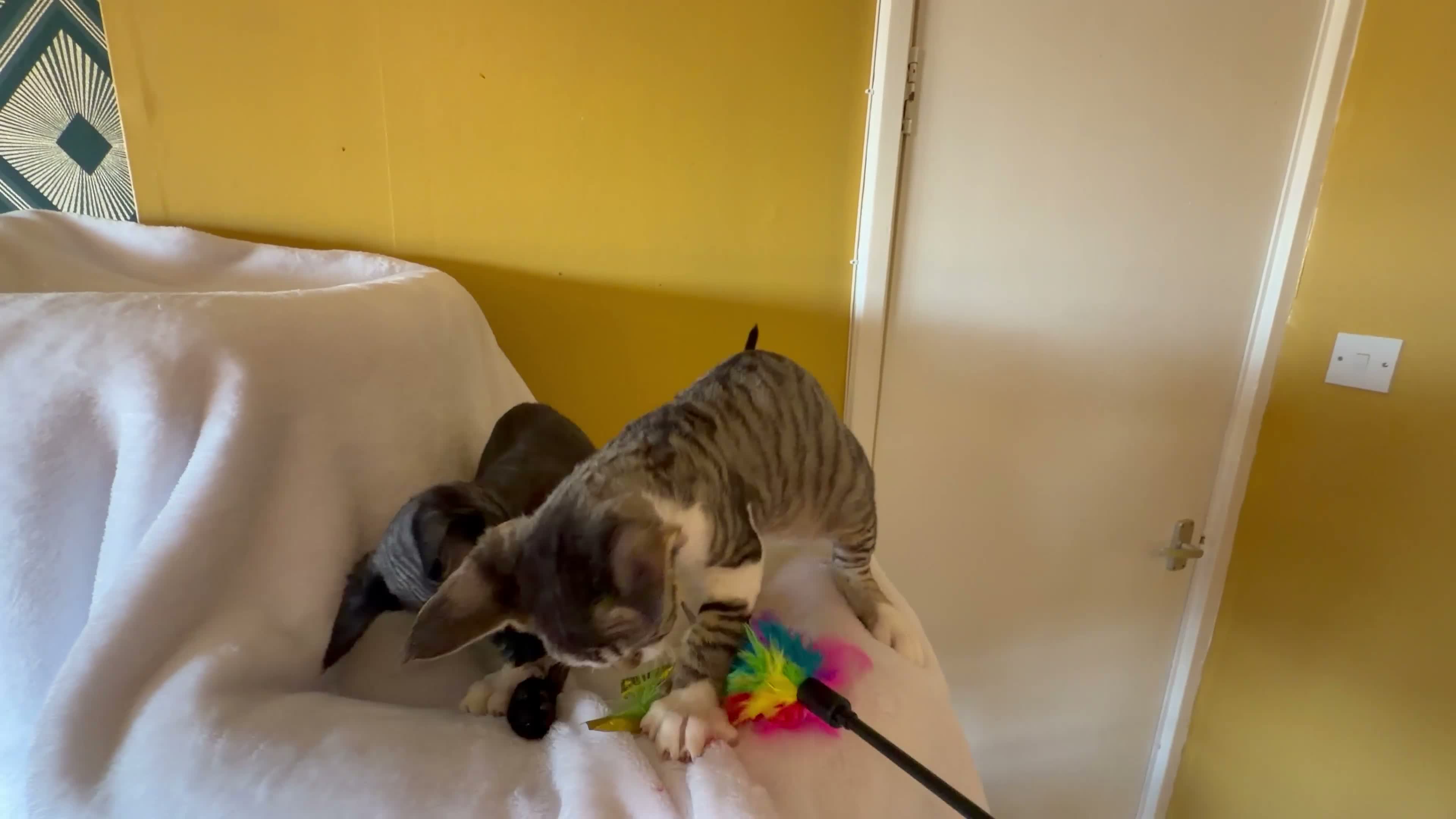 Devon Rex cats for sale: 2 girls available soon  - Video 1