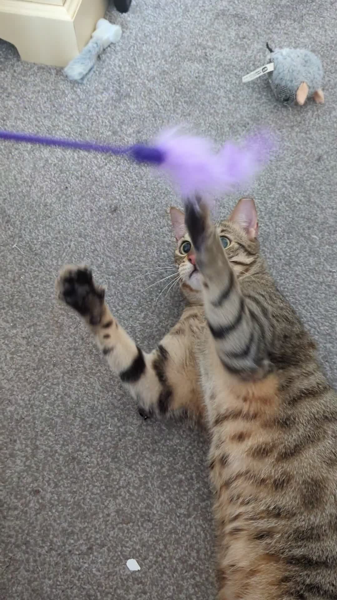 Arabian Mau cats for sale: Bugsy - Male 1.5yr Arabian Mau Tabby - Video 1