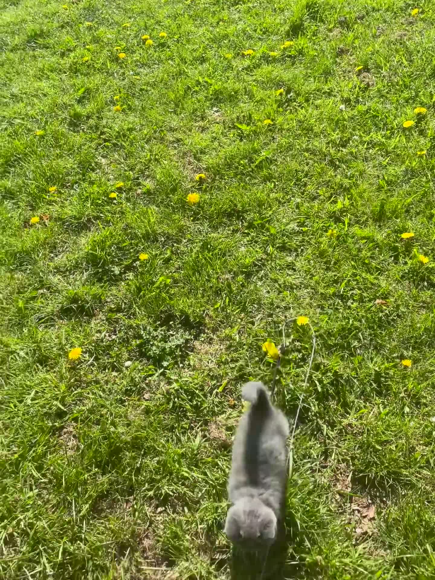 British Shorthair cats for sale: 12 weeks british shorthair male in Manchester - Video 1