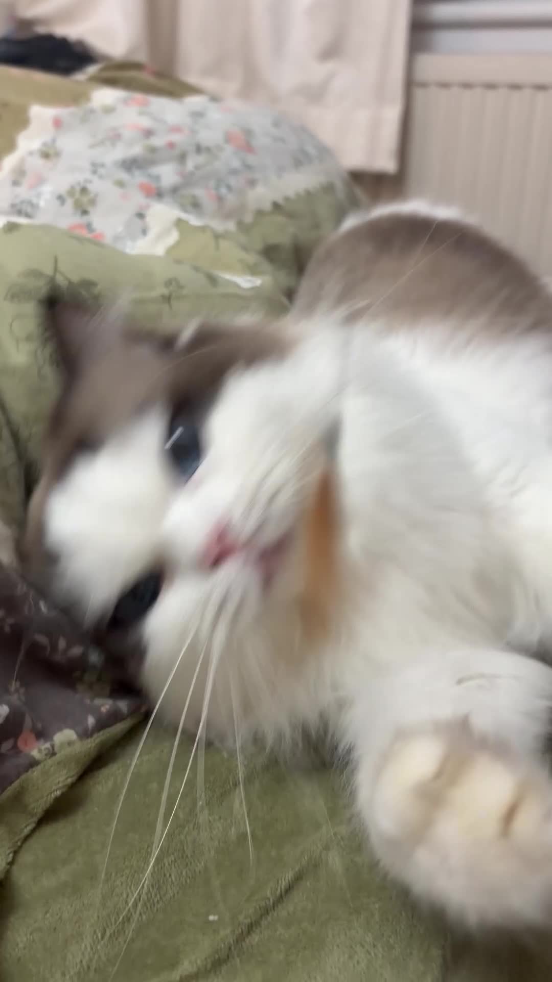 Ragdoll cats for stud: Ragdoll Stud Available – Exceptional open face - Video 2