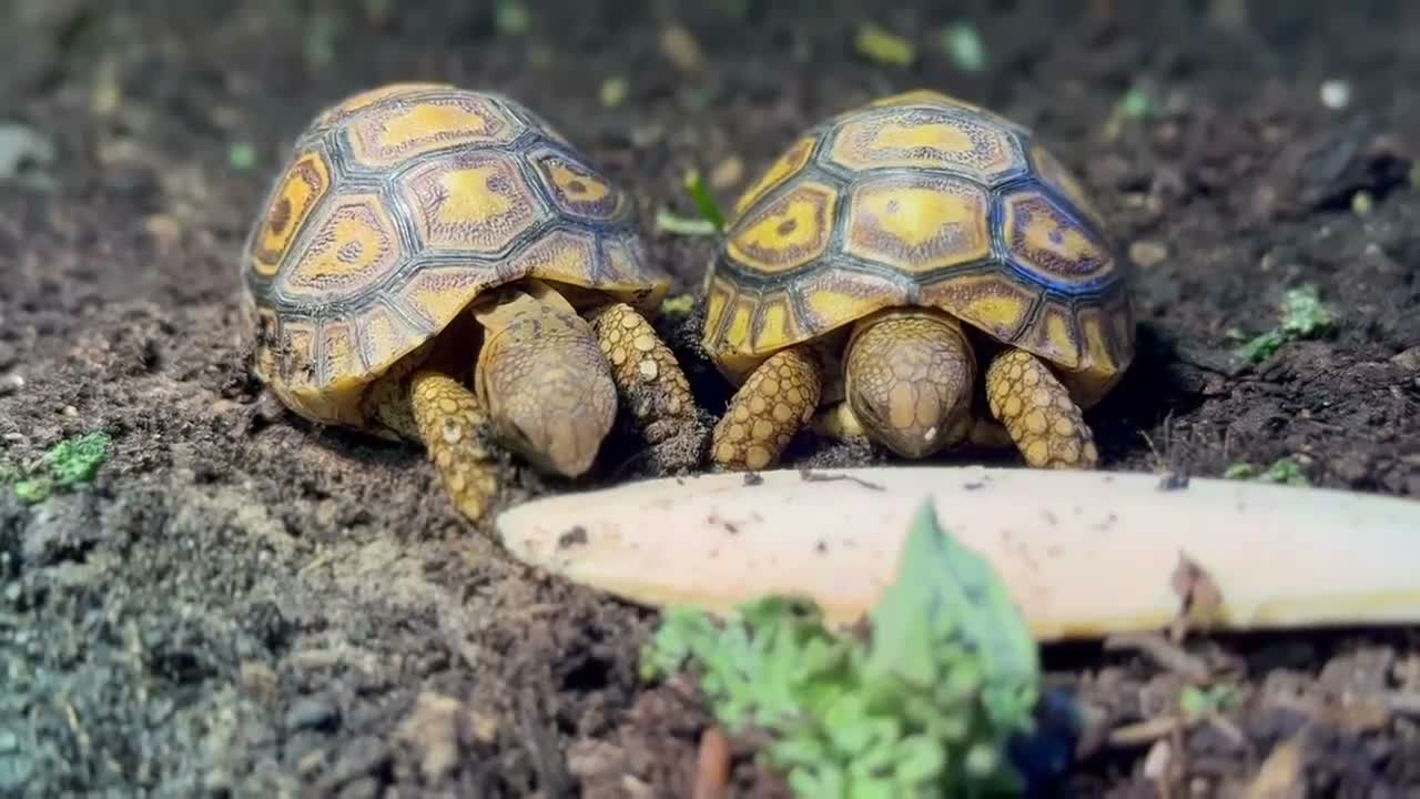 Tortoise reptiles for sale: BABY LEOPARDS & SET UPS - Video 1