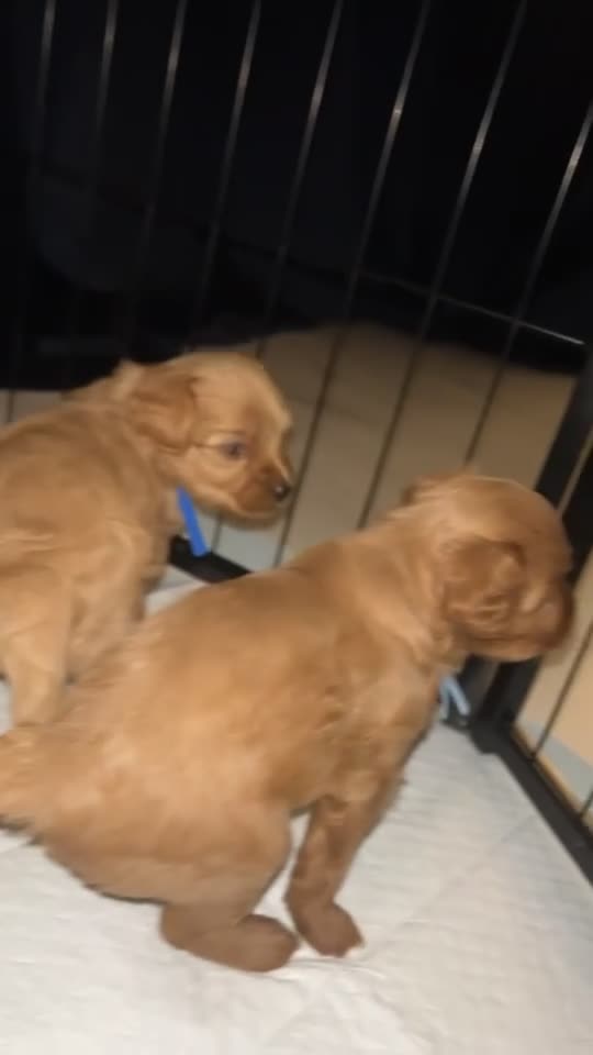 Cavapoo dogs for sale: Adorable cavapoo puppies for sale  - Video 1