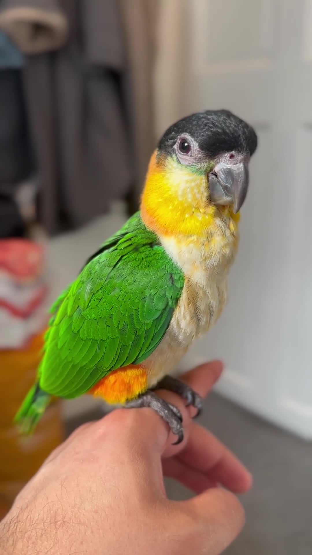 Parrots birds for sale: Caique parrot (black headed) in London - Video 1