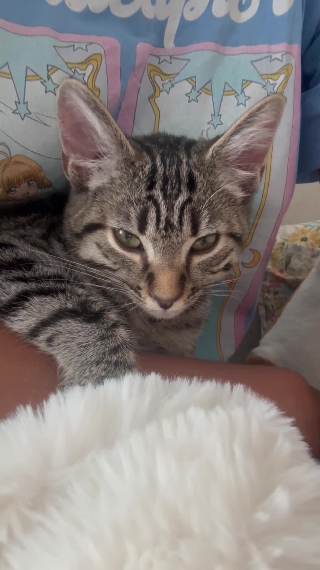 Mixed Breed cats for sale: Friendly female kitten  - Video 3