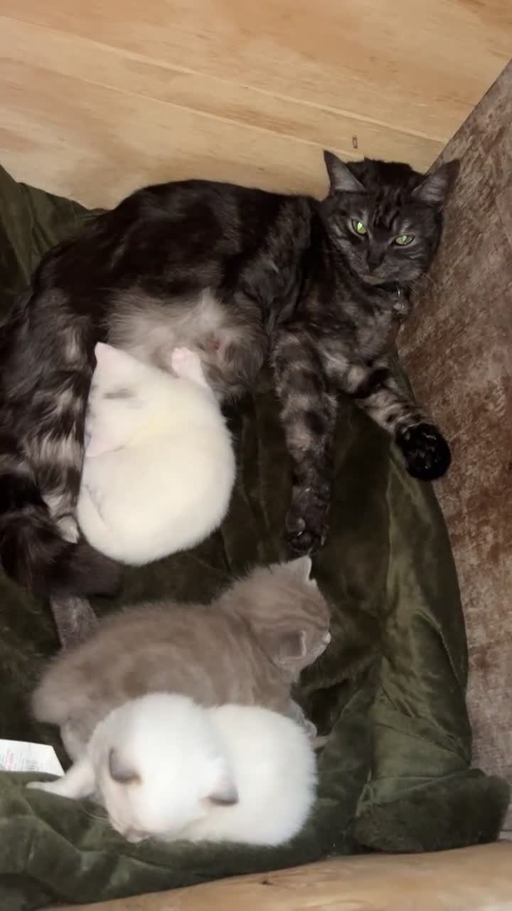 British Shorthair cats for sale: BRITISH SHORT HAIR X KITTENS  - Video 2