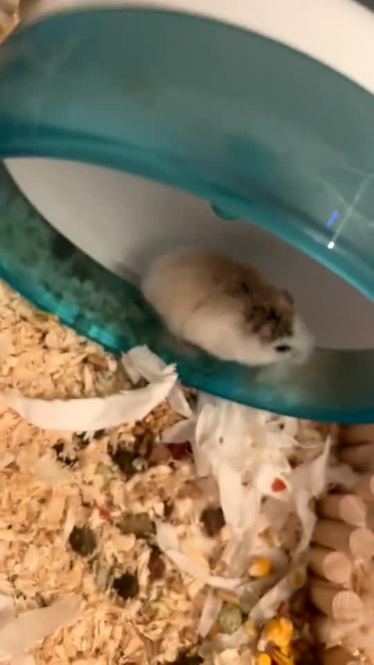 Hamster rodents for sale: Robo Hamster - Video 1