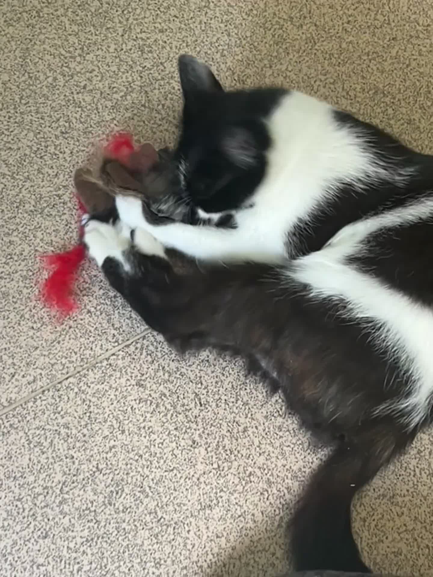 Mixed Breed cats for sale: Cat for sale  - Video 1