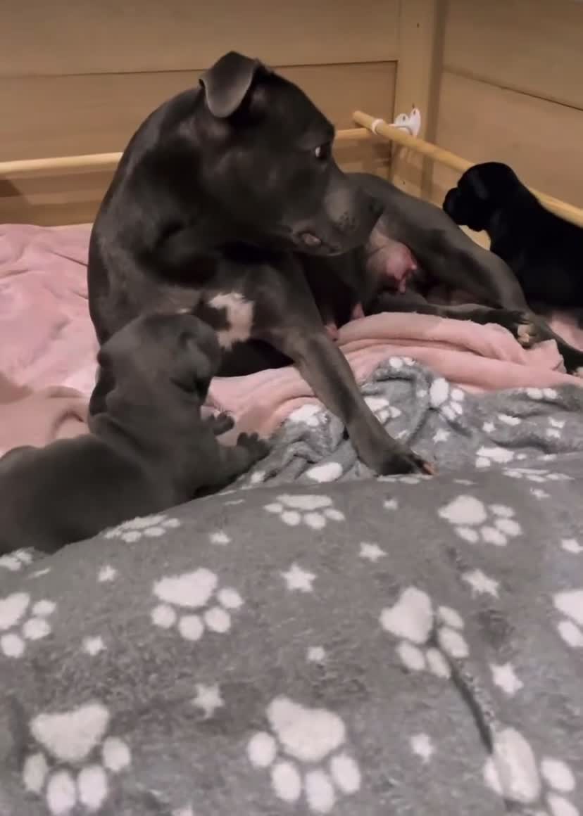 Staffordshire Bull Terrier dogs for sale: 1 Blue boy and 1 black female Staffys Available  in Coventry - Video 2