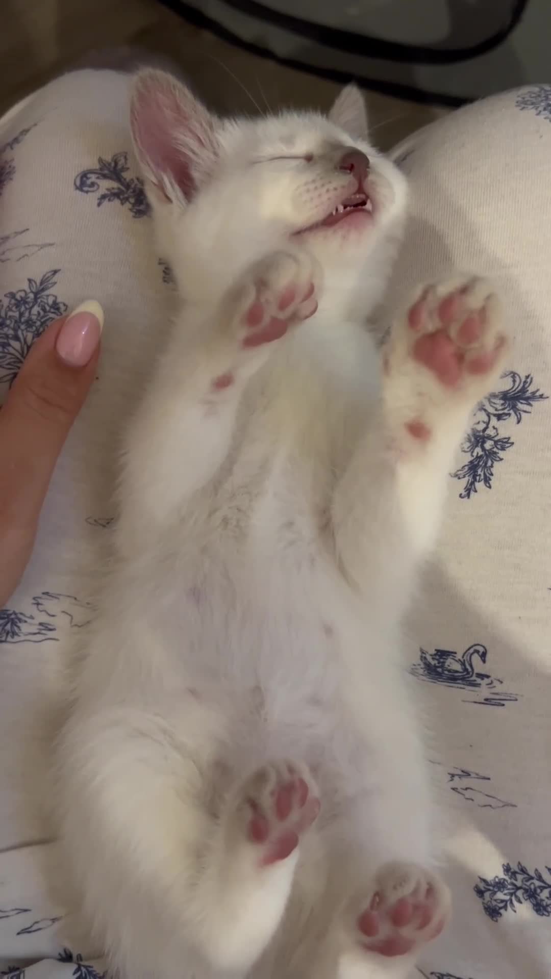 Siamese cats for sale: 2x Beautiful Pedigree Siamese Female Kittens - Video 2