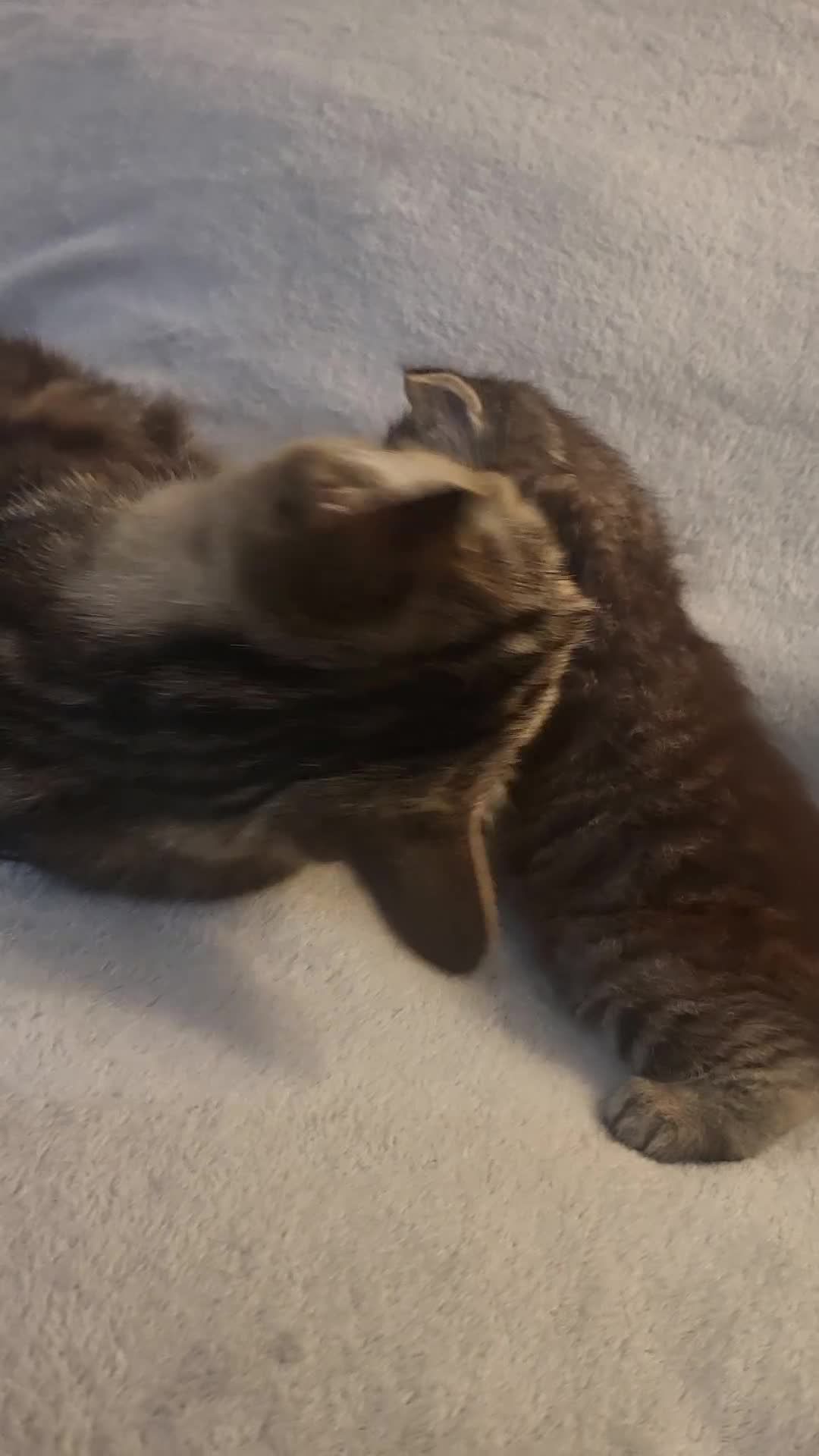 Siberian cats for sale: Sweet Little Princess Is Looking for a Loving Home - Video 1