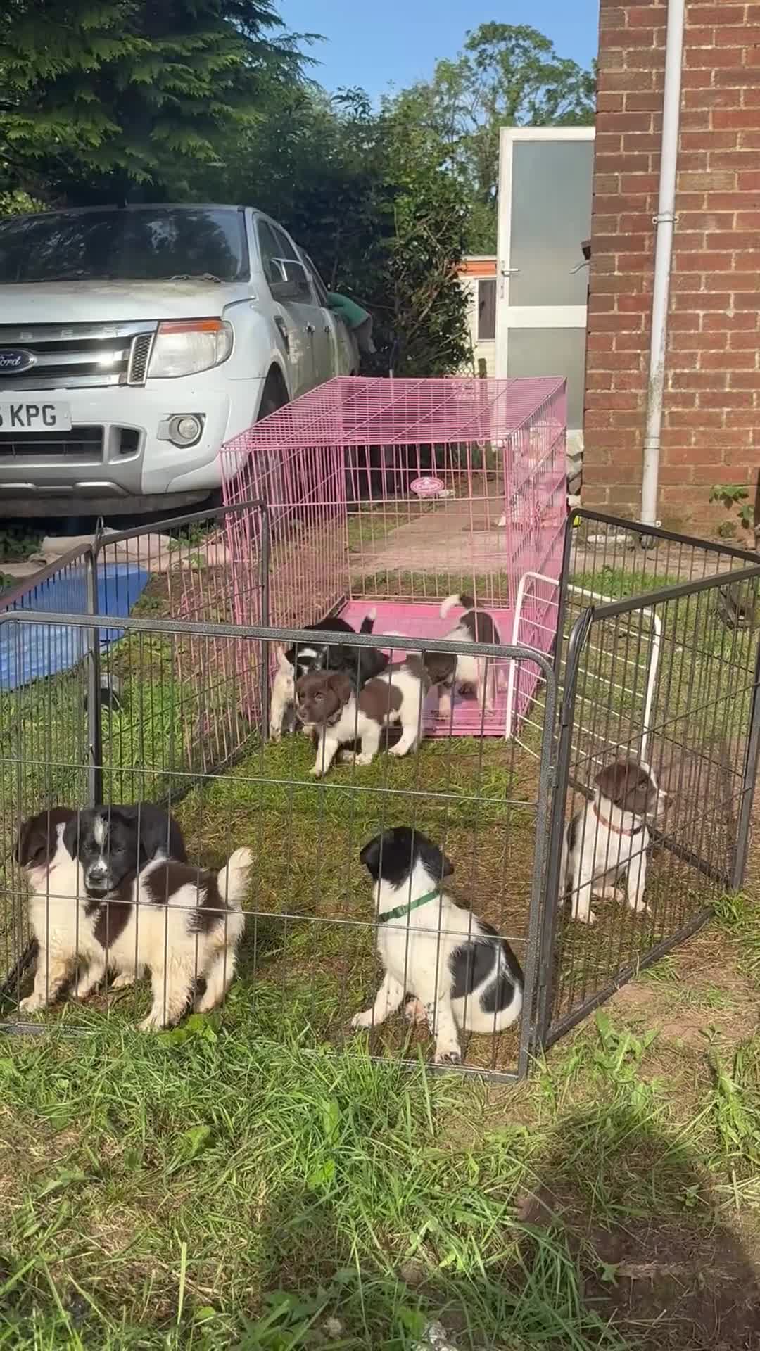 Sprollie dogs for sale: Springer x Collie in Lydney - Video 2