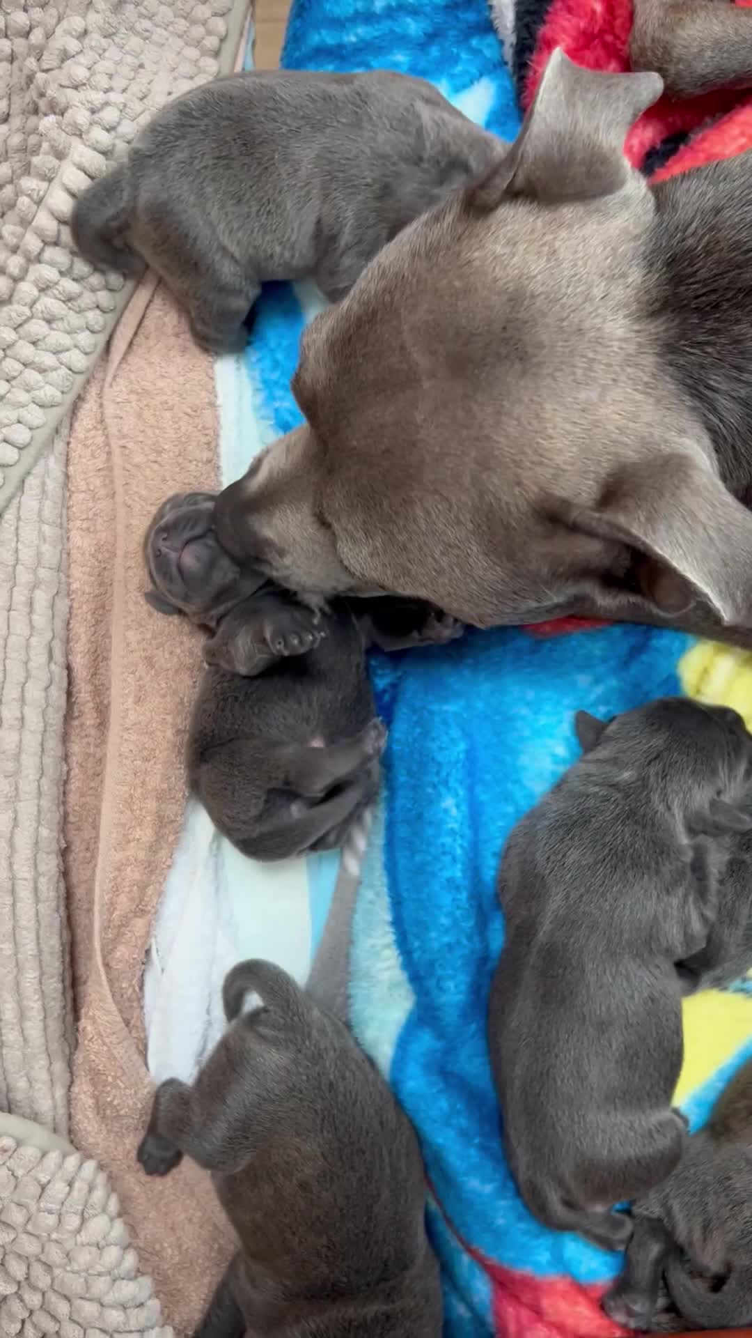 Staffordshire Bull Terrier dogs for sale: Champion Blue Staffordshire Bull Terrier Puppies - Video 2