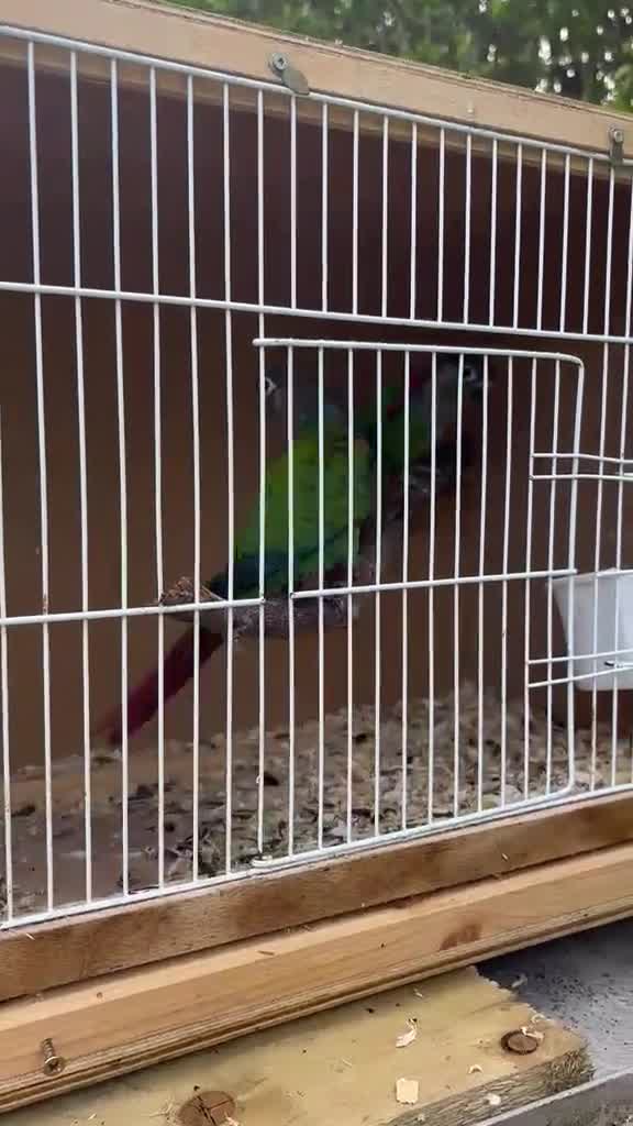 Conures birds for sale: Pearly conures  - Video 1
