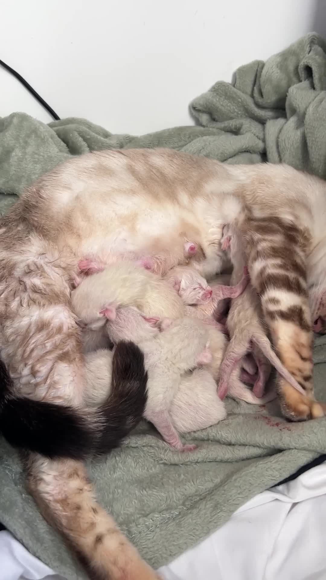 Siamese cats for sale: 🧬F1 BENAMESE KITTENS🧬 1 MALE LEFT - Video 1